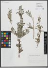 Foto von Salix viminalis L.